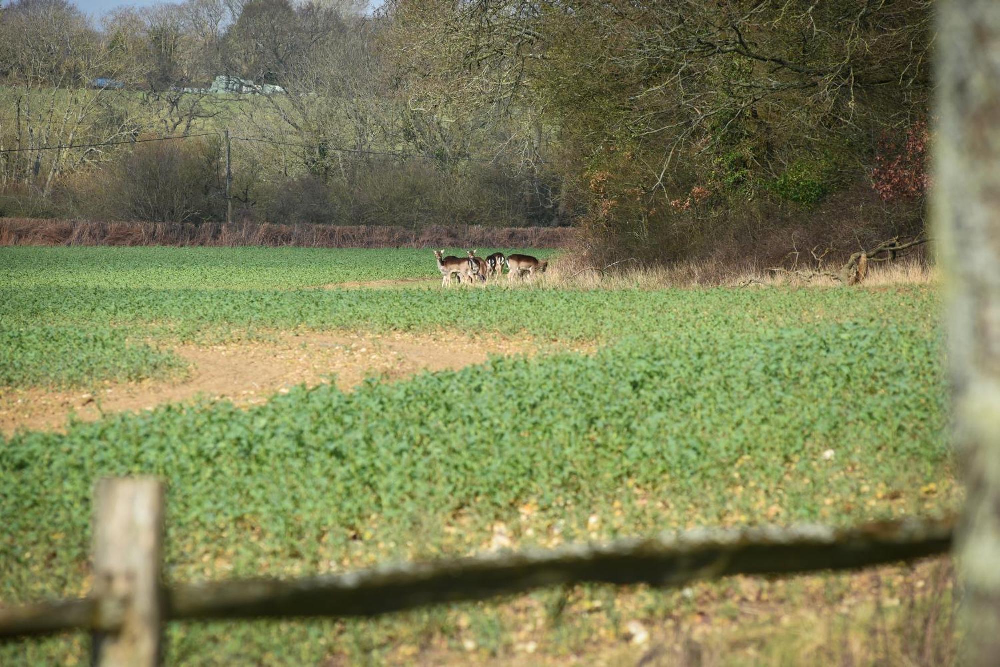 Air Maison - The Cow Shed Wow Factor Countryside Retreat Westbourne  Kültér fotó